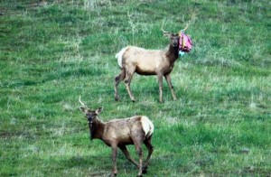 Elk with balloon