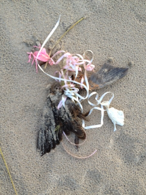 Rusty Blackbird found dead – entangled in balloon ribbon
