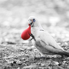 Cocky nibbling on latex balloon