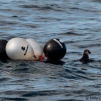 Puffin tangled in Suzuki balloons on water