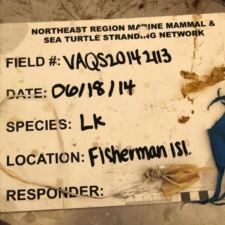 2 latex balloons that killed a Kemp’s Ridley sea turtle