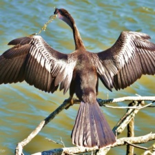 Anhinga with latex balloon & ribbon stuck on beak