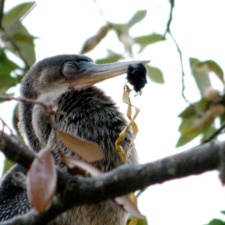 Anhinga with latex balloon & ribbon stuck on beak
