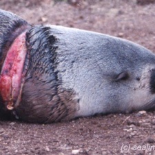 Australian fur seal