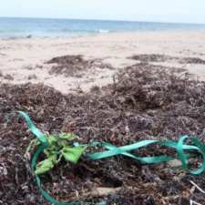 Balloon on sea turtle nest