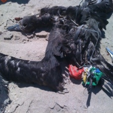 Black-footed Albatross killed by latex balloons and cotton string