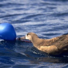 Black-footed Albatross with latex balloon