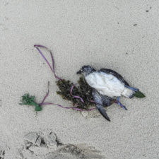 Black-winged petrel tangled in balloon ribbon Dead bird entangled in balloon string