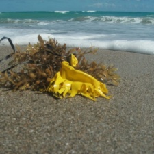 Buffalo Wild Wings Grill & Bar Buffalo Wild Wings Grill & Bar