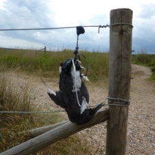 Dead bird with foot in string hanging upside down on fence