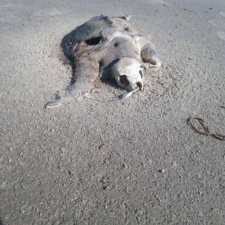 Dead Kemp’s Ridley sea turtle Dead seat turtle on beach