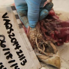 Ribbon in throat of dead Kemp’s Ridley sea turtle