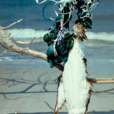 Dead bird tangled in balloons and ribbon