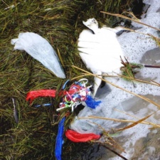 Dead green sea turtle & balloons