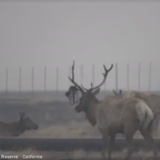 Tule Elk Reserve
California
12/30/16