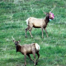 Elk with balloon Elk with balloon