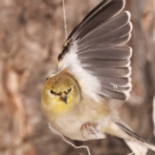 Goldfinch entangled in balloon string