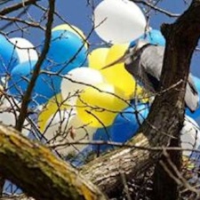 Great Blue Heron with Latex Balloons
