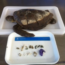 Green sea turtle dead from plastic and balloons
