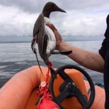 Guillemot caught in balloons