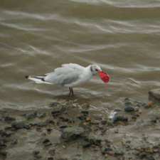 Gull eating balloon Gull eats balloon