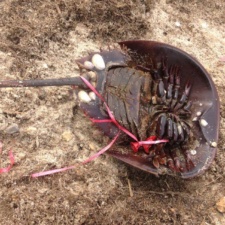 I recently encountered a horseshoe crab with a balloon tangled around her legs. She was upside down on Slaughter Beach in Delaware during the annual spawning frenzy. I removed the balloon, set her upright, and she safely returned to the ocean." - Doug Bevington Horseshoe crab tangled in balloon and ribbon on beach