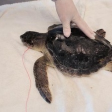 Juvenile Kemp’s Ridley Juvenile Kemp'd ridley on exam table.