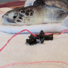 Juvenile Kemp’s Ridley