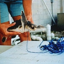 Kemp’s ridley after ingesting a balloon Kemp’s Ridley after ingesting a balloon