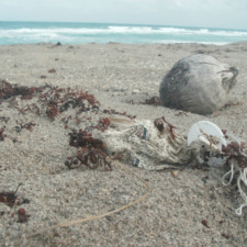 Krispy Kreme Krispy Kreme - Balloon Littering Beach