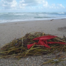 Latex balloons Latex balloons not biodegradable