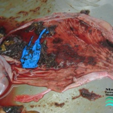 Latex Balloon fragment in stomach of green turtle