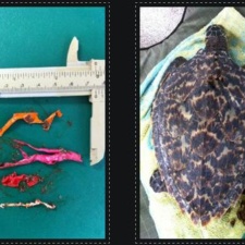 Latex Balloons in Hawksbill sea turtle