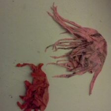 More jellyfish? Latex Balloon Shredded