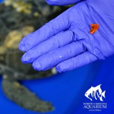 Latex balloon excreted from a green sea turtle