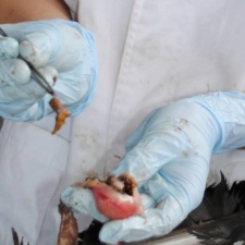 Latex balloon in dead southern giant petrel