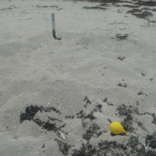 Sea turtle nest