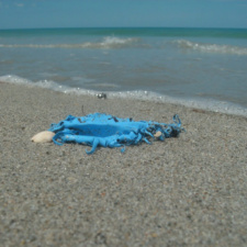 Latex balloon with no ribbons or strings Latex Balloon Trash on Beach
