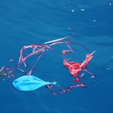 Loggerhead hatchling with Latex balloons