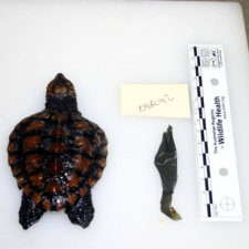 Loggerhead sea turtle & latex balloon Loggerhead sea turtle and latex balloon