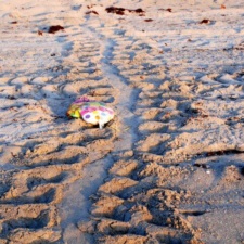 Loggerhead sea turtle crawls over balloon Loggerhead sea turtle