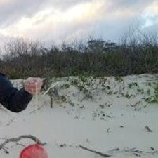 McDonald's McDonald's Balloon Debris