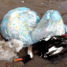 Merganser Dead bird entangled in balloon string