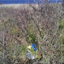 Another balloon caught in bayberry