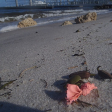 Nibbled latex balloon Latex Balloons Trash on Beach