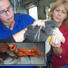 Northern Giant Petrel