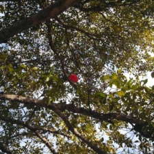 NugBrand Clothing Co. NugBrand Clothing - Balloon