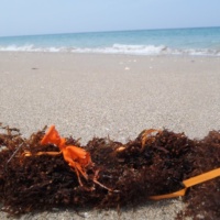 Balloon trash on beach