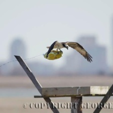 Osprey bringing a balloon to its nest