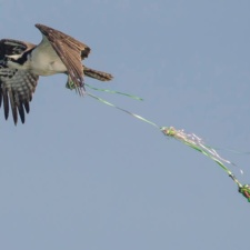 Osprey carrying balloons and ribbons